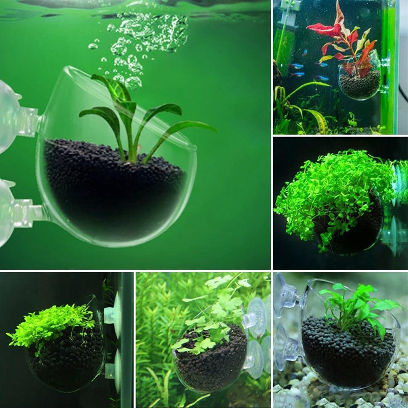 Aquatic Plant Pot Acrylic Aqua – обзор и цена Plant Growth Regulator
